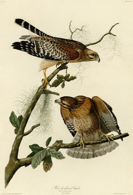 Poiana spallerosse, Audubon