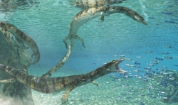 Scoperto il fossile di un’antica lucertola marina in Puglia. Il suo nome è ispirato al vino primitivo