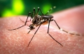 OMS: il virus Zika è un&#039;emergenza sanitaria mondiale
