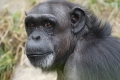 USA: stop alla ricerca dei NIH sugli scimpanzè