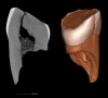 Denti fossili rivelano perché i Neanderthal di estinsero