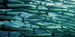 Intelligenza artificiale e computer vision per contare i pesci in mare