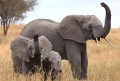 Gli elefanti africani sono &quot;fiutatori superiori&quot;