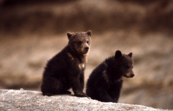 L&#039;orso bruno e i grandi carnivori sono in aumento in Europa