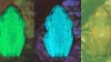 La rana fluorescente