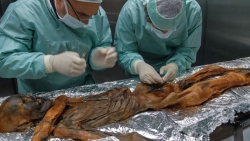 Ötzi: l&#039;uomo dei ghiacci soffriva di ulcera