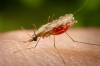 Premi Nobel e vaccini contro la malaria