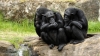 Anche gli scimpanzé si fidano