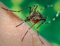 Come affrontare il virus Chikungunya?