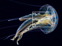 Anche le meduse mangiano plastica