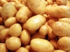 Scienziati fanno crescere una pianta di patata in condizioni &quot;marziane&quot;