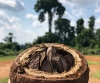 Leggere la storia dell’Amazzonia tra gli anelli di un albero