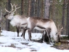 Clima: Problemi per Babbo Natale, le renne diventano più piccole