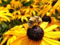 Un profumo letale: strategie di un batterio per diffondersi attraverso le api