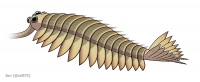 Un nuovo “mostro” dal Cambriano
