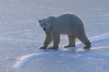 A rischio l&#039;habitat dell&#039;orso polare Artico