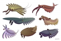 Radiodonta: i superpredatori del Cambriano