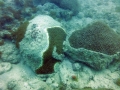 Una malattia dei coralli causata dalle navi?