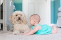 Cani e neonati, cinque regole d&#039;oro