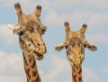 Il lungo collo delle giraffe