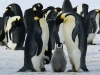 Il pinguino imperatore: nuove scoperte sulla custodia dell&#039;uovo