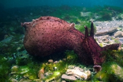 Una memoria trasferibile è possibile nelle lumache di mare