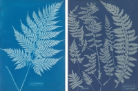 Anna Atkins: la botanica che amava il blu