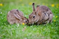 Quando è iniziata la domesticazione dei conigli?