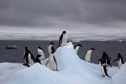 Il destino dei pinguini di Adelia, tra mummie e cambiamenti climatici